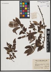 Foto von Salix L.